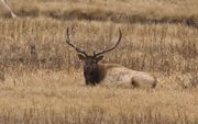 Resting. Photo by Dave Bell.