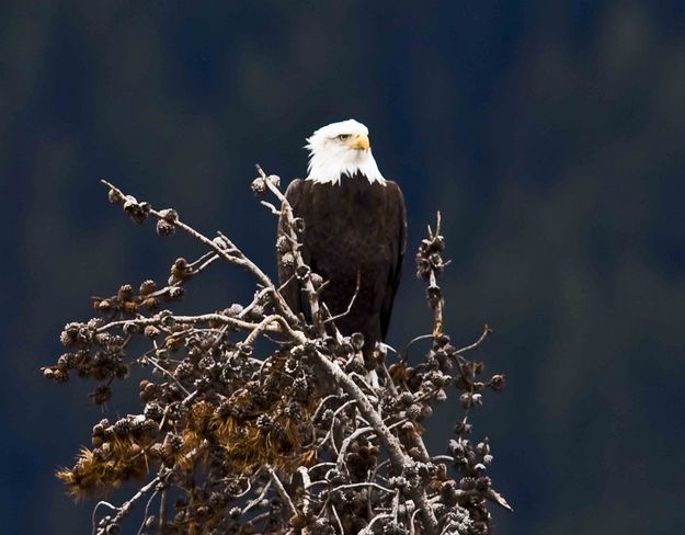 Bald Eagle. Photo by Dave Bell.
