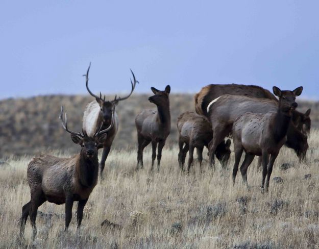 Double Elk. Photo by Dave Bell.