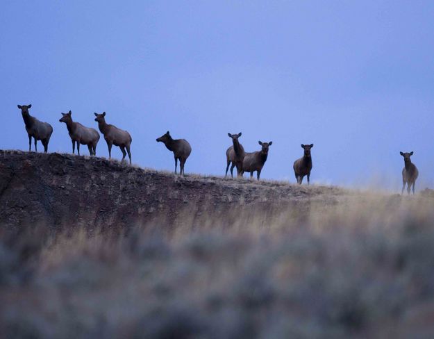 Who Called This Meeting?. Photo by Dave Bell.