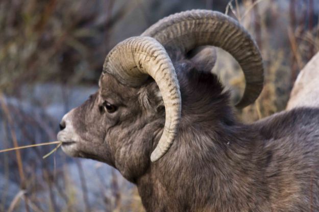 Ram Up Close. Photo by Dave Bell.