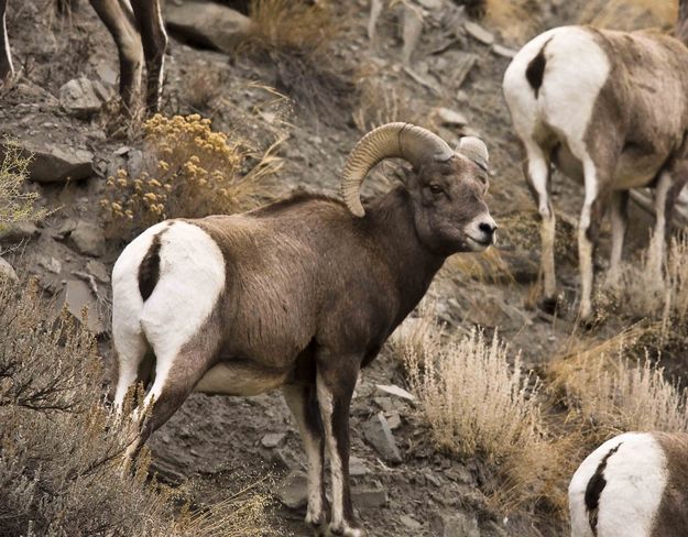 Stately Ram. Photo by Dave Bell.