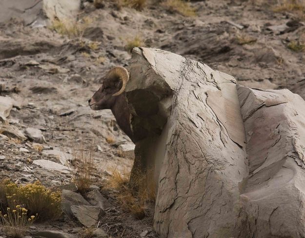 Mountain Sheep Emerging. Photo by Dave Bell.