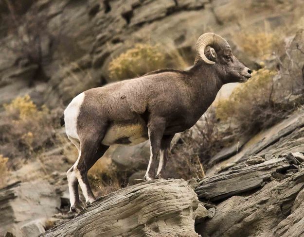 Posing Ram. Photo by Dave Bell.