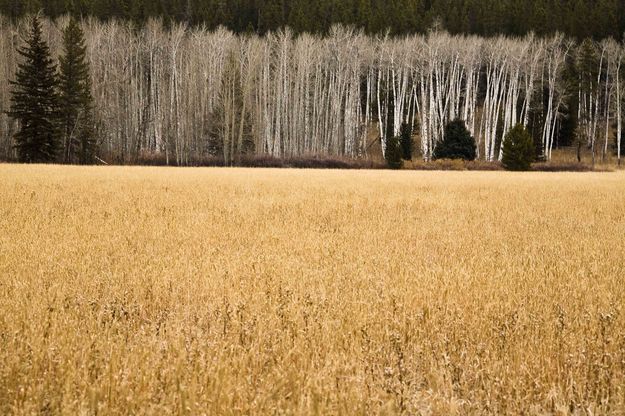 Wheat Field Aspens. Photo by Dave Bell.