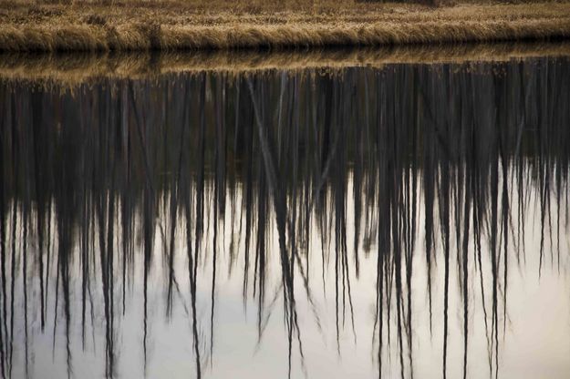 Fire Spikes Reflecting In Lewis River. Photo by Dave Bell.