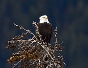 Bald Eagle. Photo by Dave Bell.