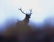 Elk Silhouettes--From The Side. Photo by Dave Bell.