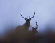 Elk Silhouettes. Photo by Dave Bell.