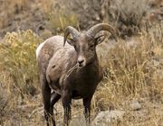 Younger Ram. Photo by Dave Bell.