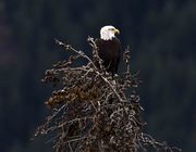 EagleProfile. Photo by Dave Bell.
