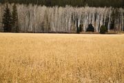 Wheat Field Aspens. Photo by Dave Bell.