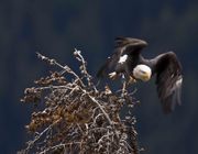 Eagle Launch. Photo by Dave Bell.