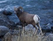 Ram By Gardiner River. Photo by Dave Bell.