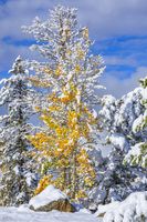 Snowy Aspen Color. Photo by Dave Bell.