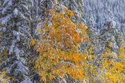 Beautiful Colored Snow. Photo by Dave Bell.