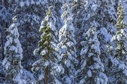 Snow Trees. Photo by Dave Bell.