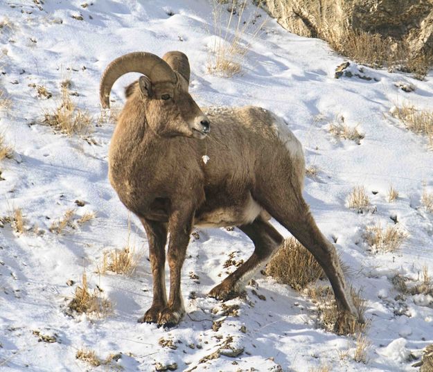 Young Ram. Photo by Dave Bell.