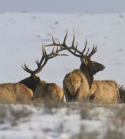 Antler Arch. Photo by Dave Bell.