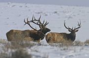 Whole Lotta Horns. Photo by Dave Bell.