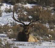 Just Chillin.... Photo by Dave Bell.