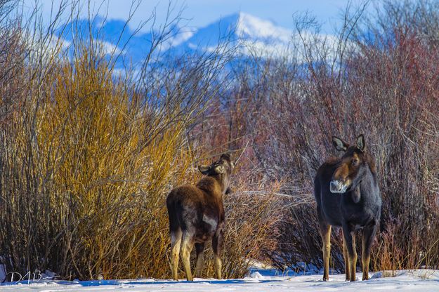 Bonneville and Raid and Moose. Photo by Dave Bell.