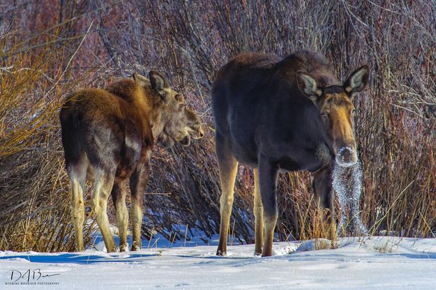 Snowy Eater. Photo by Dave Bell.