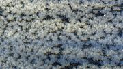 Hoar Frost Growing On Fremont Lake Ice. Photo by Dave Bell.