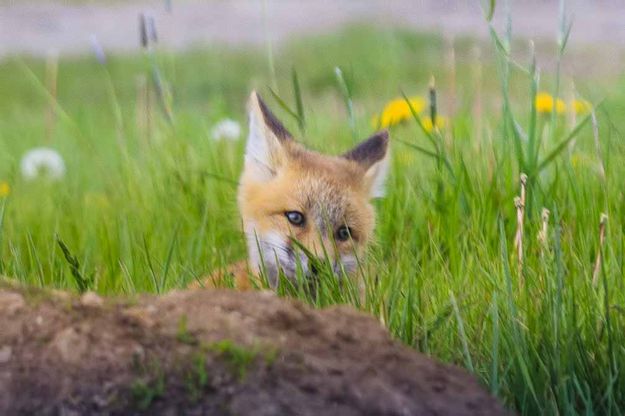 Playful Kit. Photo by Dave Bell.