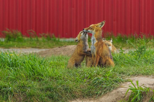 Kiss For Mommy. Photo by Dave Bell.