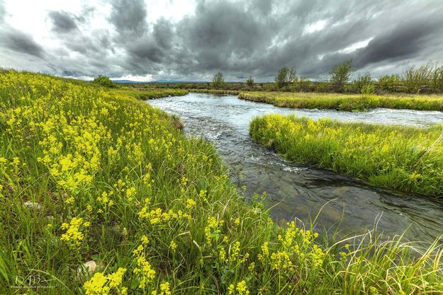 Spring Flowers And Spring Clouds. Photo by Dave Bell.