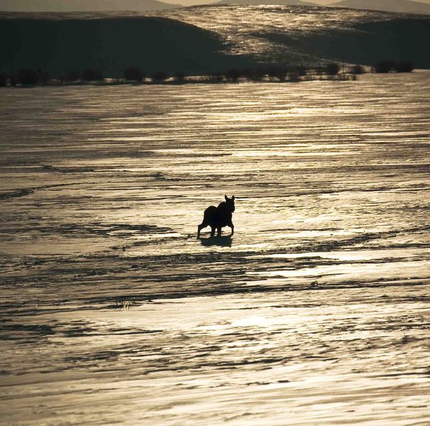 High Contrast Silhouette. Photo by Dave Bell.