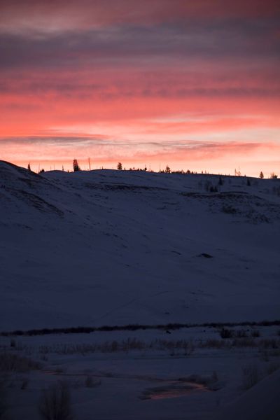 Sunrise Pink. Photo by Dave Bell.