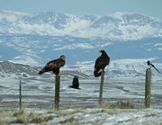 Eagles, Raven and Magpie. Photo by Dave Bell.