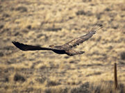 In-Flight. Photo by Dave Bell.