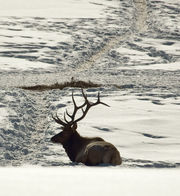 Feed Ground Bull. Photo by Dave Bell.