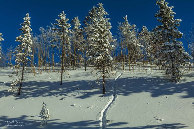 Bluebird Day. Photo by Dave Bell.