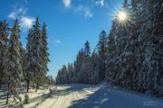 Snowy Beauty. Photo by Dave Bell.