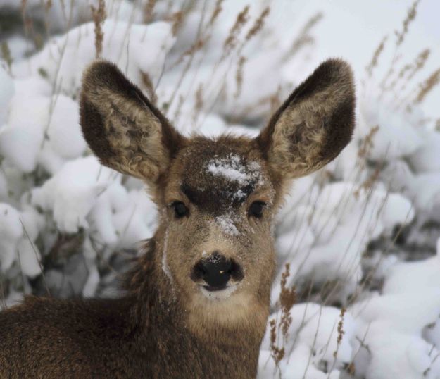 Snowy Head. Photo by Dave Bell.