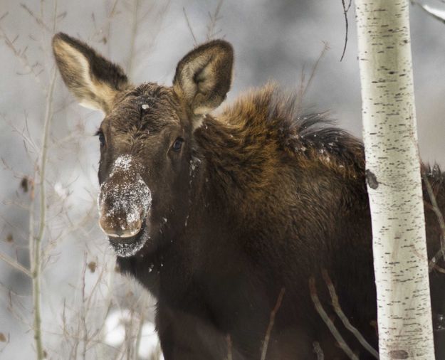 Snowy Snout. Photo by Dave Bell.