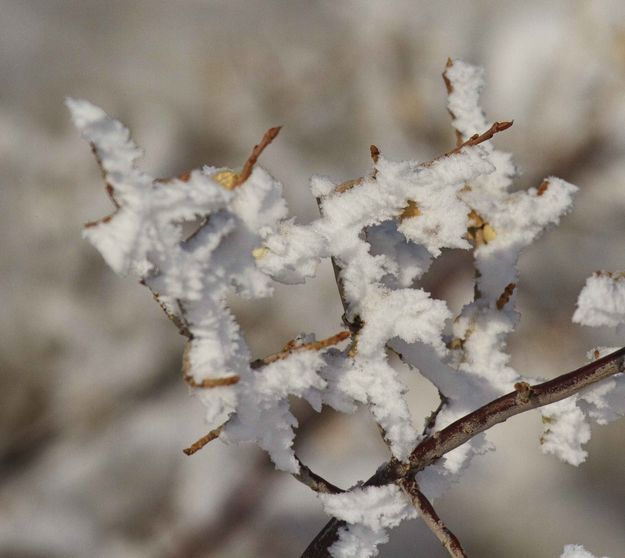 Intricate World. Photo by Dave Bell.