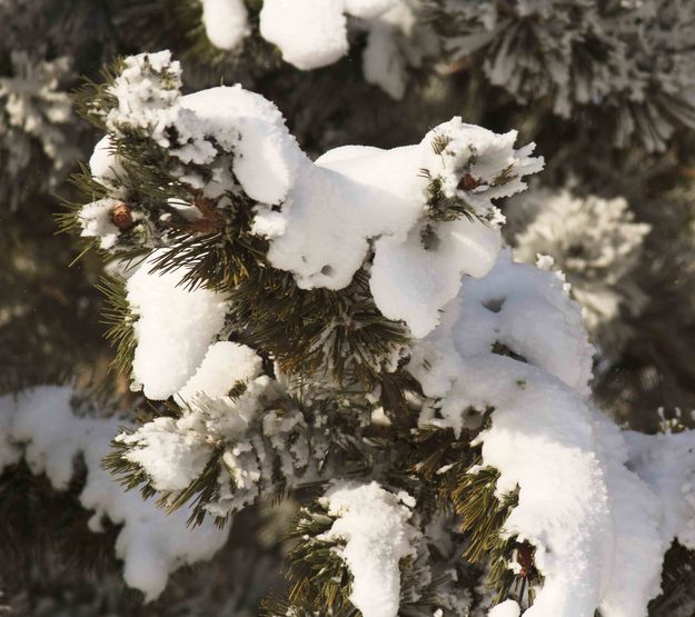 Frosty Bough. Photo by Dave Bell.