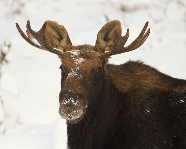 Young Bull. Photo by Dave Bell.