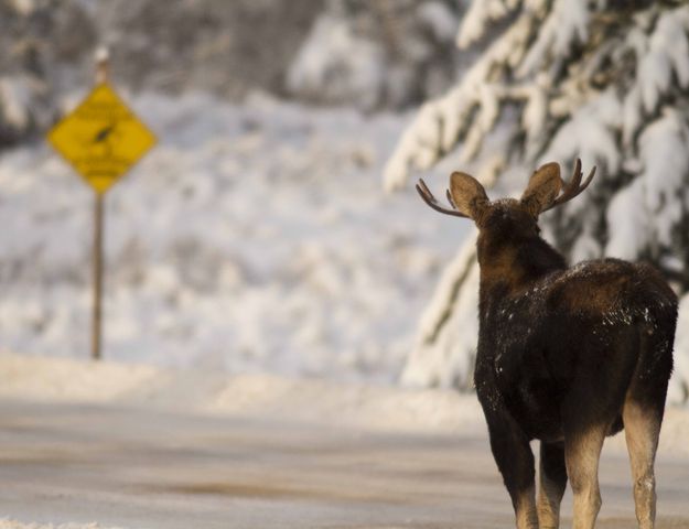 Checking For Skiers. Photo by Dave Bell.