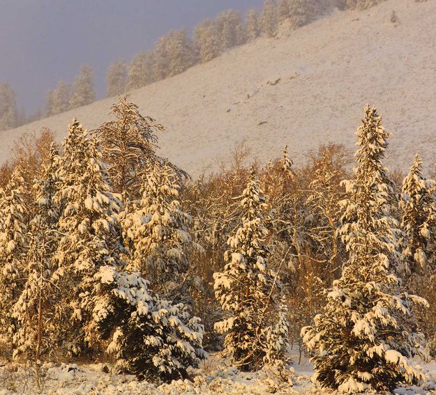 Snowy Pines. Photo by Dave Bell.