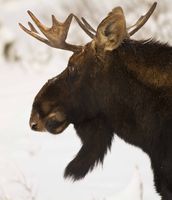 Moosely Profile. Photo by Dave Bell.