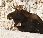 Amazing Moose. Photo by Dave Bell.