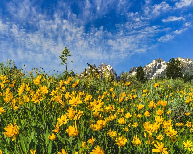 Flower Fields. Photo by Dave Bell.