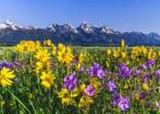 Teton Flowers. Photo by Dave Bell.