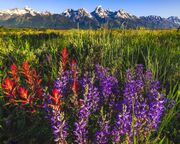 Paintbrush And Lupine Morning. Photo by Dave Bell.